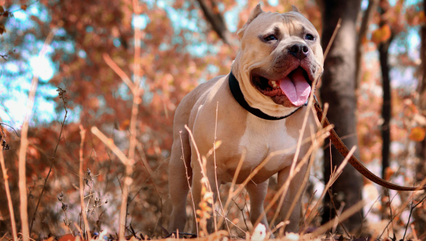 “Bully” Dog Bans In Arkansas
