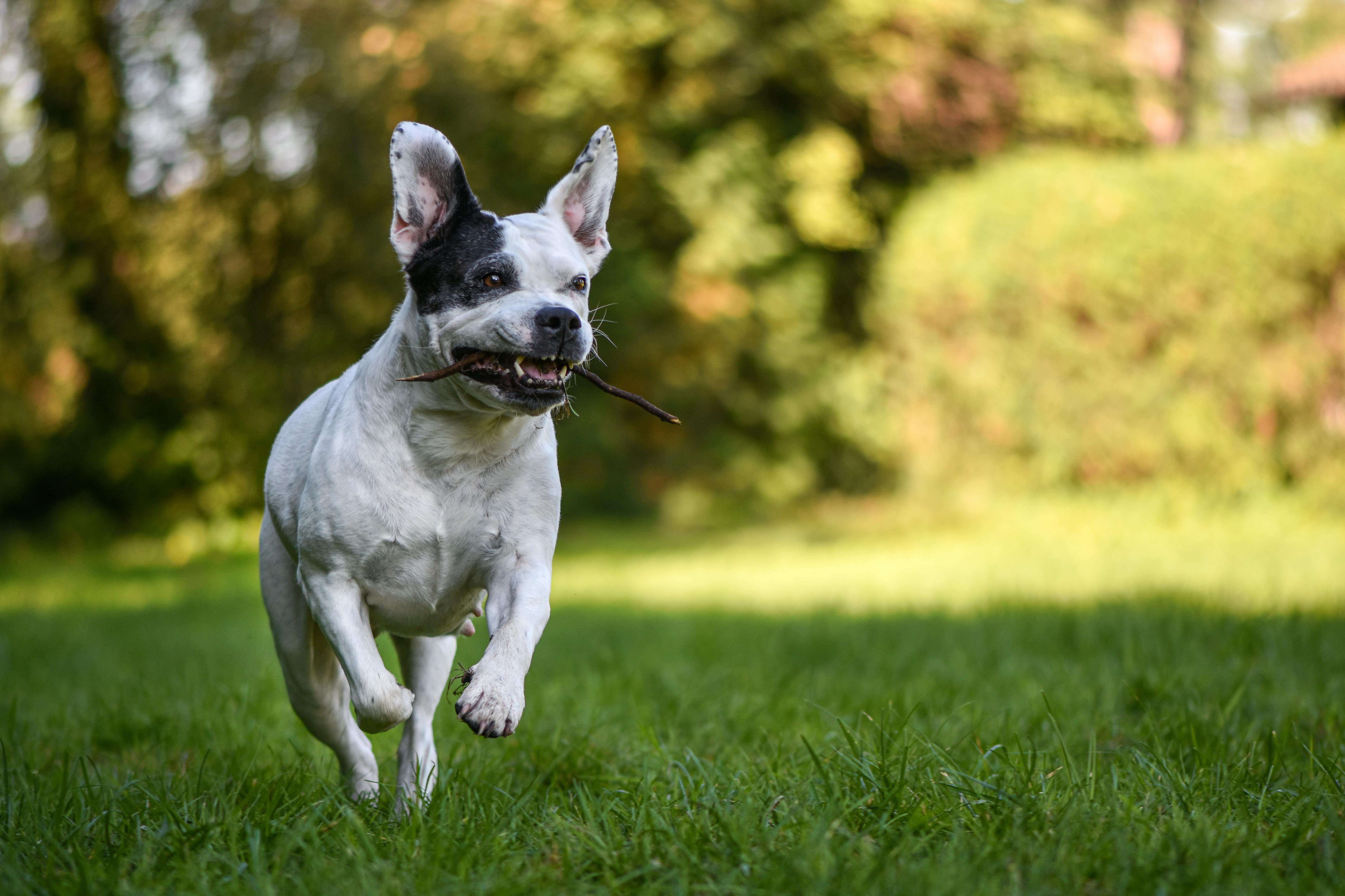 Exploring Your Legal Options After An Unlawful Dog Attack