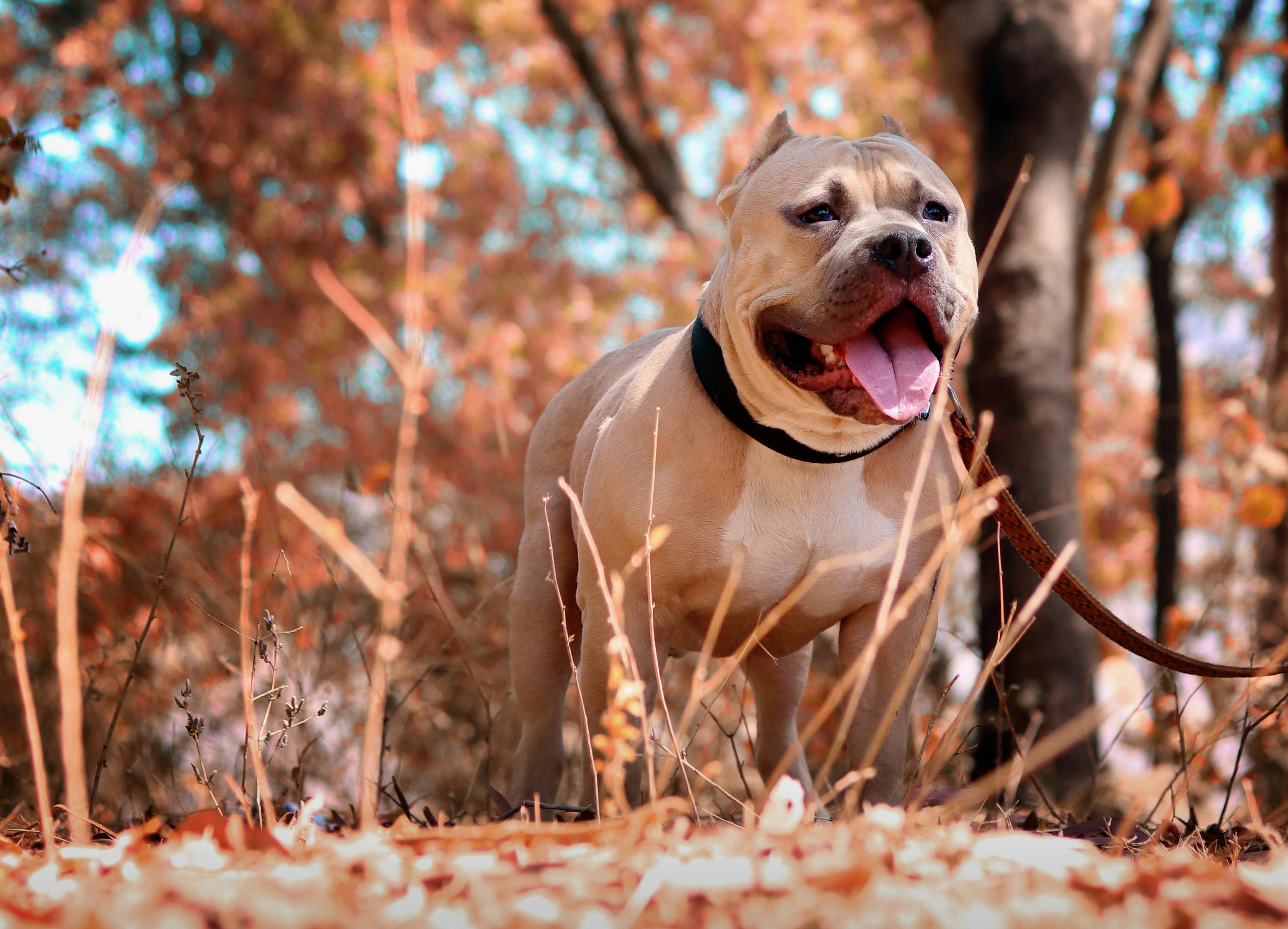 “Bully” Dog Bans In Arkansas