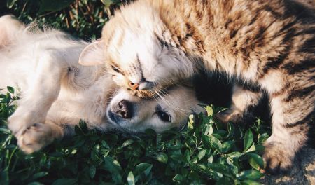 Pets together outside